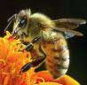 allergies_honeybee
